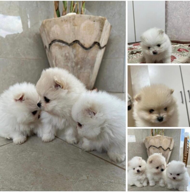כפרניק 112112233445-scaled כלבים למכירה  