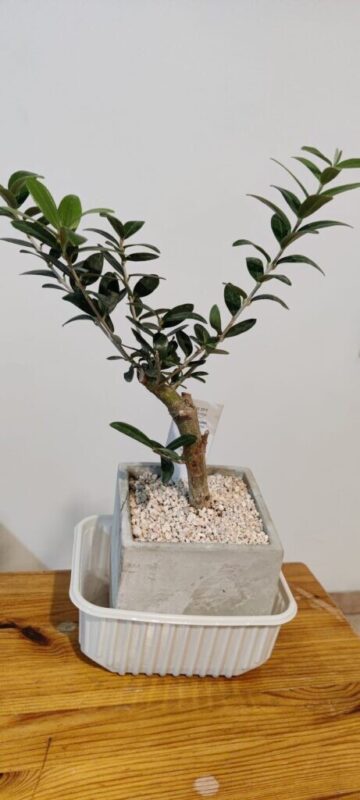 כפרניק WhatsApp-Image-2026-04-12-at-19.36.33-scaled כפר ורדים בחירום: התרעננות, תקציבים, גלידה ומתנות כפרניק WhatsApp-Image-2026-04-12-at-19.36.33-scaled כפר ורדים בחירום: התרעננות, תקציבים, גלידה ומתנות