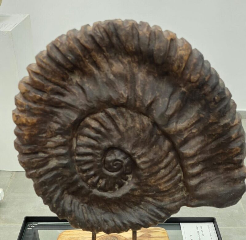 כפרניק WhatsApp-Image-2026-05-08-at-13.24.54-scaled שתי תערוכות חדשות בכפר ורדים  