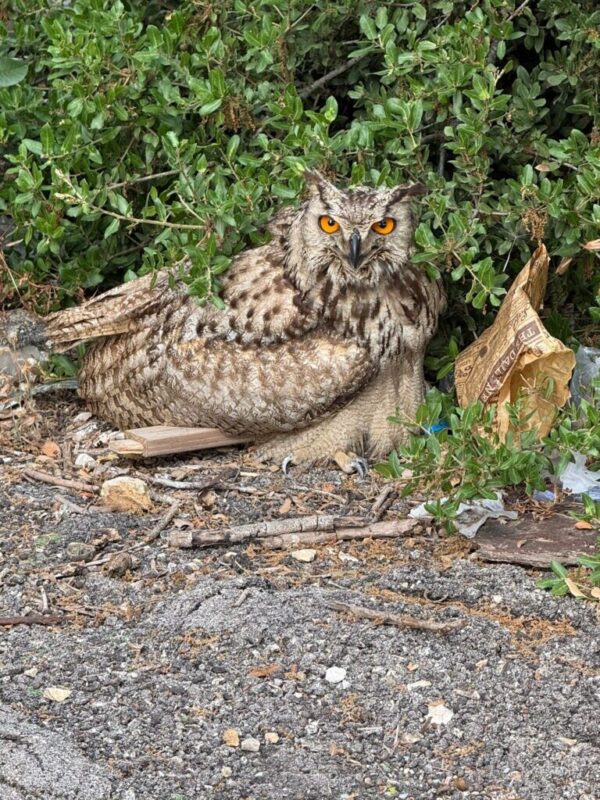 כפרניק WhatsApp-Image-2026-06-14-at-12.18.37-scaled מכפר ורדים בחיבולנס לסאפרי  
