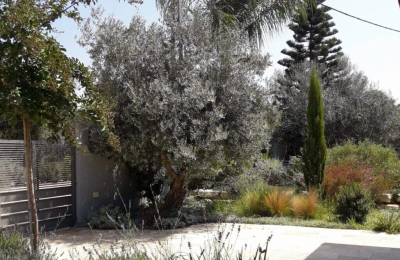 כפרניק WhatsApp-Image-2026-06-21-at-12.49.33-scaled נוף הדר ויקטור עמיר  