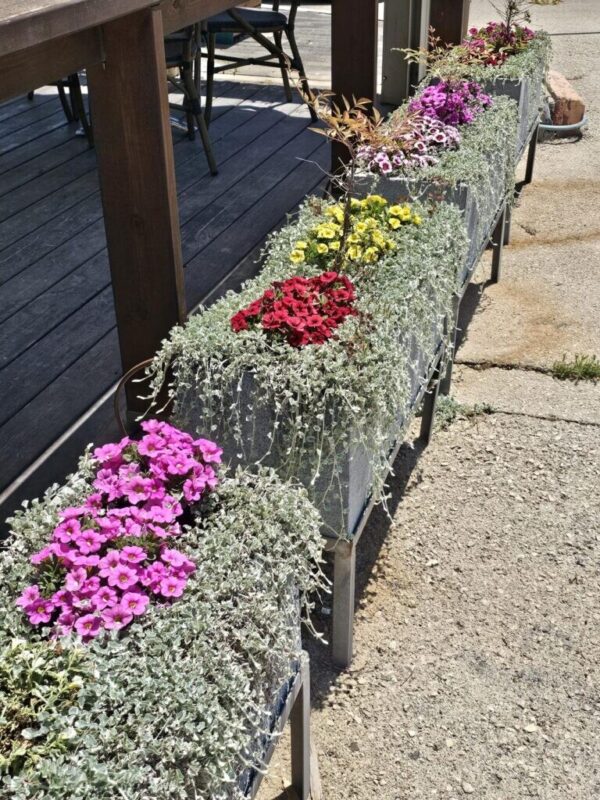 כפרניק WhatsApp-Image-2026-08-02-at-13.16.18-1-scaled קפה בנוף תפן  